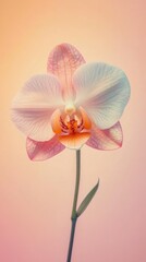 Obraz premium Pink orchid flower blooming on a gradient background