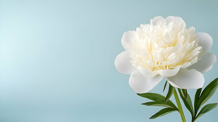 Fototapeta premium White peony flower, pastel blue background, floral design, website banner