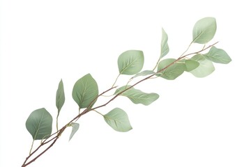 A single branch with green leaves on a white background