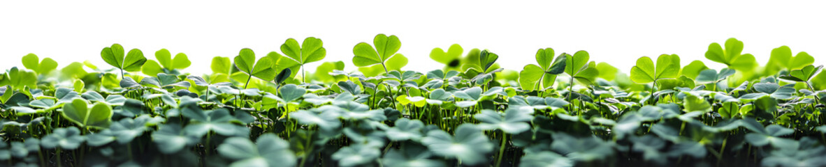 A clover field for St. Patrick's Day isolated on transparent background.