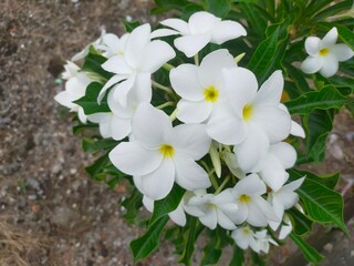white flowers in the garden