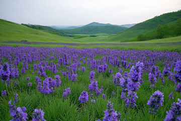 Serene Lavender Field Against Rolling Hills