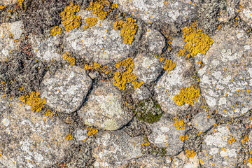 Textured tree bark adorned with vibrant moss