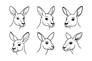 Red Kangaroo (Macropus rufus) animal design, labeled line art vector art illustration.