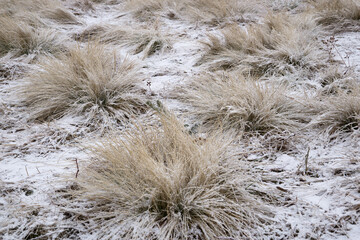 Grass in the snow and snow