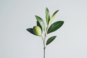 Fototapeta premium Juicy Green Olive with Vibrant Leaves: Fresh, Realistic, Isolated for Culinary, Food, and Packaging Designs. Perfect for
