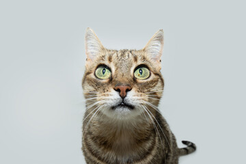 Portrait European kitten cat looking at camera with serious expression face. Isolated on white background