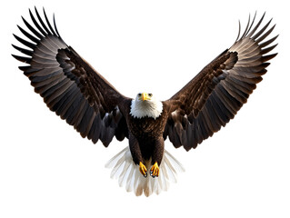 Fototapeta premium A majestic eagle with outstretched wings, perched on a white surface. Transparent background