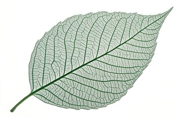 A single leaf on a plain white background, ideal for use in designs or as a subtle texture