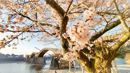 さくらと錦帯橋