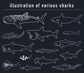 サメの仲間の手描きイラストセット
