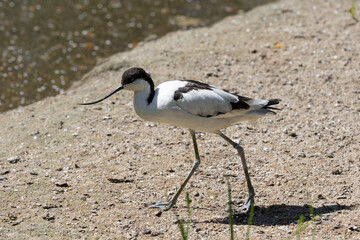 Avocetta comune (Recurvirostra avosetta)