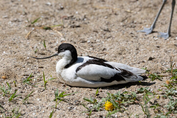 Avocetta comune (Recurvirostra avosetta)