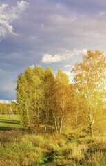 Obraz premium Field of trees with a cloudy sky in the background