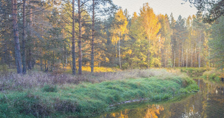 Forest with a river running through it