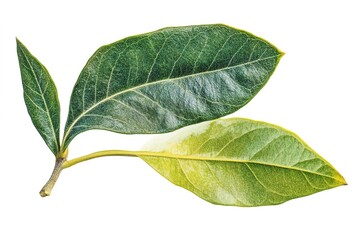 Obraz premium Luscious Green Olive with Vibrant Leaf: A Perfect Culinary or Cosmetic Ingredient, Isolated on Pure White Background. Ideal for Food Packaging, Recipes, Mediterranean Cuisine, Health & 