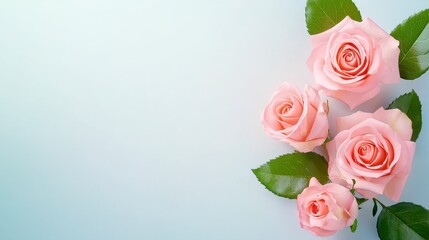 Fototapeta premium Pastel Pink Roses On Light Blue Background