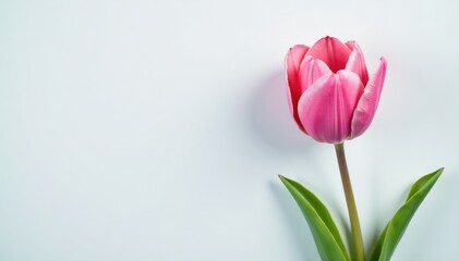 Fototapeta premium Single pink tulip in full bloom on a snowy white background, petals, blossom