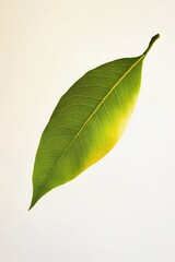 Obraz premium A single green leaf suspended in mid-air
