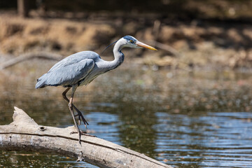 Airone cenerino (ardea cinerea)