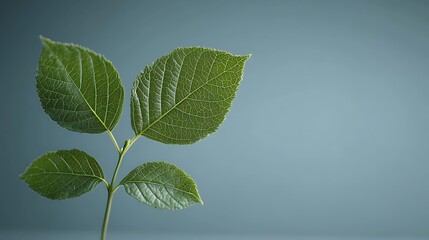 A close-up of vibrant green leaves with droplets of water against a soft blue background, showcasing nature's beauty and freshness.