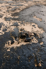Dead sea bird died due to oil. Fuel oil on coastline after a tanker wreck.