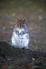free squirrel as fauna nature animal soft and silky
