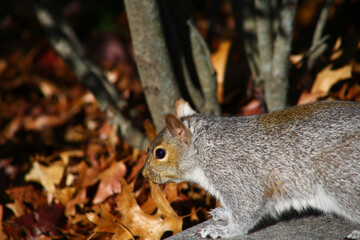 free squirrel as fauna nature animal soft and silky