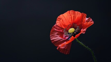 Red poppy flower on black background. Remembrance Day, Armistice Day, Anzac day symbol, floral, flora, blossom, closeup, garden, bloom, .