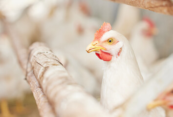 Outdoor, agriculture and chicken by grass on farm for free range eggs in countryside for sustainability. Animal, nature and birds for poultry with natural growth for live stock industry on ranch.