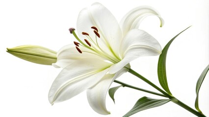 Pure white lily flower with delicate petals isolated on a crisp white background, white blooms, elegant flower, minimalist design