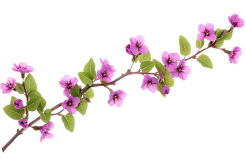 Purple flowers branch leaves leaf plant.