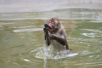 水に入り石で遊ぶニホンザル