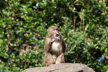 座って落ち葉で遊ぶニホンザル