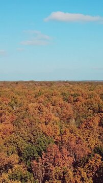 Landscape of autumn wood on a sunny day. Aerial view. ?amera motion backwards. Vertical video