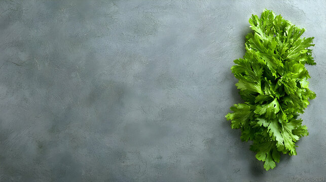 Fresh parsley on grey background, culinary recipe backdrop