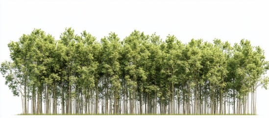 Lush Green Bamboo Forest Panorama