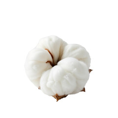 Fluffy Cotton Ready for Harvest on White Background