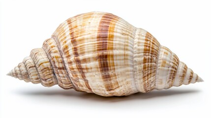 Fototapeta premium Striped Seashell Close-Up: A Detailed View of a Beautiful Spiral Seashell against a White Background