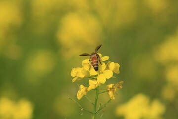 bee on a flower