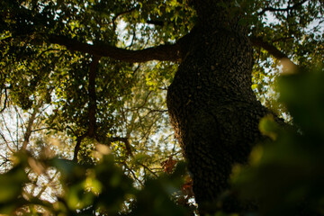 Mediterranean golden glow in a forest bush tree