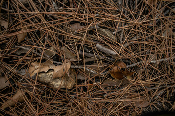 Pine peaf litter forest ground duff