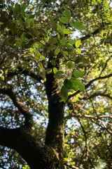 Leaves in a beautiful glow mediterranean forest