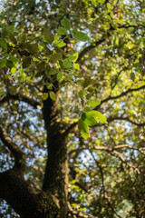 Mediterranean summer glow on leaves in a forest by the sea