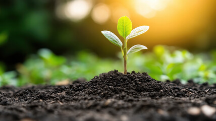 Fototapeta premium small green plant grows from dark soil, symbolizing new beginnings and hope