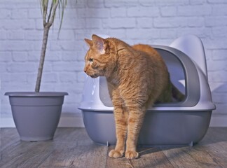 Cute orange cat step outside a closed litter box next to a houseplant. Horizontal image.	