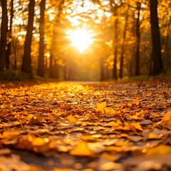 Obraz premium Golden Autumn Sunlight Path Through