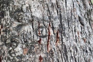 Jim Corbett National Park, Uttarakhand - India, 23 June 2024, upclose picture of tiger claw on tree