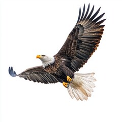 Obraz premium Majestic Bald Eagle in Flight with Outstretched Wings Showcasing Beauty and Power Against a Clear Sky