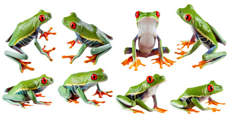 Naklejka premium Eight Red-Eyed Tree Frogs in Various Poses